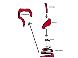 Digestive System Worksheet Answer Key or 7seren I2 Digestion System Flow Chartpng History