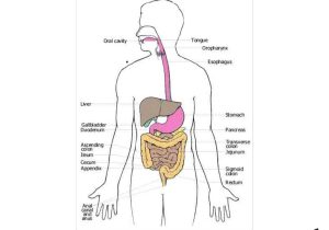 Digestive System Worksheet Answer Key or Digestive System and Respiratory and Circulatory System Diag
