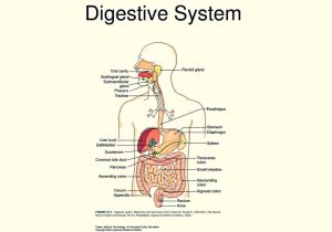 Digestive System Worksheet Answer Key or Human Body Systems In Hindi Human Body