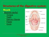 Digestive System Worksheet Answer Key or Structures the Digestive System Gallery Human Anatomy O