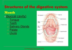 Digestive System Worksheet Answer Key or Structures the Digestive System Gallery Human Anatomy O