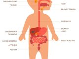 Digestive System Worksheet Answers Along with 30 Unique the Human Digestive System Worksheet Fill In the Blank