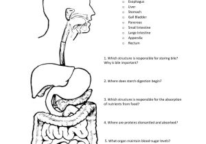 Digestive System Worksheet Answers Along with atractivo Anatomy and Physiology Coloring Workbook Answers Digestive