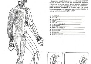Digestive System Worksheet Answers or Niedlich the Anatomy and Physiology Animals Digestive System