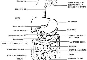 Digestive System Worksheet Answers together with Schön the Anatomy the Human Digestive System Ideen Anatomie Von