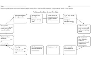 Digestive System Worksheet Answers together with Worksheet Human Circulatory System Worksheet Ewinetaste Worksheet