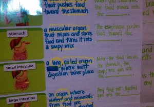 Digestive System Worksheet Answers with Digestive System 5th Grade Education Science Pinterest