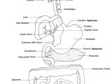 Digestive System Worksheet Answers with Niedlich the Anatomy and Physiology Animals Digestive System