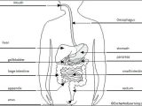 Digestive System Worksheet Pdf Along with Coloring Pages – Invatzafo
