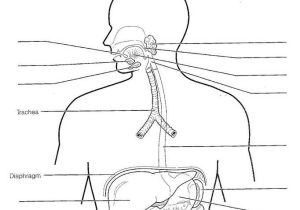 Digestive System Worksheet Pdf Along with Niedlich Endokrine Systemdiagramm Galerie Menschliche Anatomie