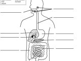 Digestive System Worksheet Pdf Also Human Digestive System Unlabeled Health Reference