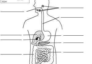 Digestive System Worksheet Pdf Also Human Digestive System Unlabeled Health Reference