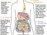 Digestive System Worksheet Pdf and 23 Best Nutrition Images On Pinterest