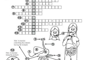 Digestive System Worksheet Pdf and Groß Human Anatomy Word Search Bilder Menschliche Anatomie Bilder
