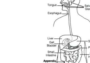 Digestive System Worksheet Pdf as Well as Coloring Pages – Invatzafo