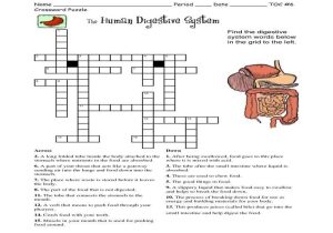 Digestive System Worksheet Pdf as Well as Groß Human Anatomy Word Search Bilder Menschliche Anatomie Bilder
