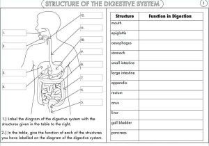Digestive System Worksheet Pdf as Well as Magn­fico the Anatomy and Physiology Animals Digestive System