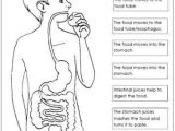 Digestive System Worksheet Pdf or 23 Best Nutrition Images On Pinterest