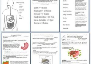 Digestive System Worksheet Pdf together with 959 Best Science Images On Pinterest