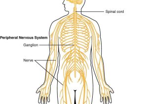 Direct Variation Worksheet with Answer Key with Central Nervous System