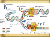 Dna &amp; Protein Synthesis Worksheet Answers Along with Ppt