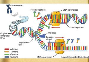 Dna &amp; Protein Synthesis Worksheet Answers Along with Ppt