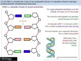 Dna &amp; Protein Synthesis Worksheet Answers Also Gluing Dna Wallskid