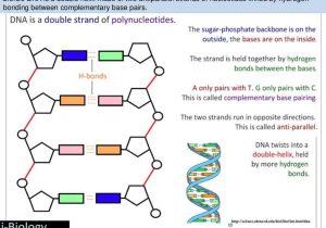 Dna &amp; Protein Synthesis Worksheet Answers Also Gluing Dna Wallskid