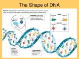 Dna &amp; Protein Synthesis Worksheet Answers Also Purine Structure Nucleic Acids Chemistry Tutorvista Biol