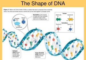 Dna &amp; Protein Synthesis Worksheet Answers Also Purine Structure Nucleic Acids Chemistry Tutorvista Biol