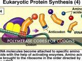 Dna &amp; Protein Synthesis Worksheet Answers as Well as Gene to Protein by Catherine Moxley