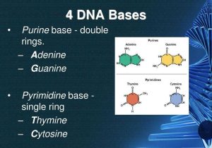 Dna &amp; Protein Synthesis Worksheet Answers with 4 Bases Of Dna Bing Images