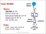 Dna &amp; Protein Synthesis Worksheet Answers with Chapter 10 How Proteins are Made Section 1 From Genes to