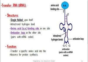 Dna &amp; Protein Synthesis Worksheet Answers with Chapter 10 How Proteins are Made Section 1 From Genes to
