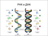 Dna &amp; Protein Synthesis Worksheet Answers with Online Presentation