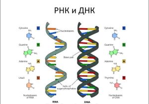 Dna &amp; Protein Synthesis Worksheet Answers with Online Presentation