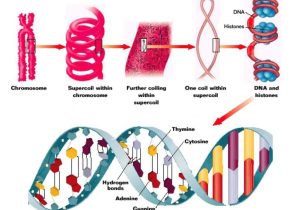 Dna and forensics Worksheet Answers Along with org Dna Eitleri Rna Blse