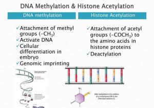 Dna and forensics Worksheet Answers Also Methyl Group Dna Info