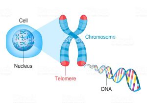 Dna and forensics Worksheet Answers and Telomere Chromosome and Dna Stock Vector Art and More O