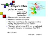 Dna and forensics Worksheet Answers as Well as Eukaryotic Dna Polymerase Bing Images