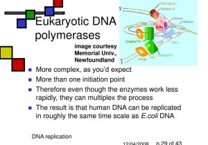 Dna and forensics Worksheet Answers as Well as Eukaryotic Dna Polymerase Bing Images