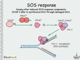 Dna and Genes Worksheet Along with Msu and Skol Tech Dna Repair Dna Repair