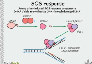 Dna and Genes Worksheet Along with Msu and Skol Tech Dna Repair Dna Repair
