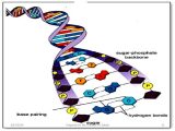 Dna and Genes Worksheet Also Dna Structure Nitrogen Bases Chapter 92 Online Presen