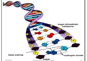 Dna and Genes Worksheet Also Dna Structure Nitrogen Bases Chapter 92 Online Presen