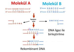 Dna and Genes Worksheet Also Modern Genetk Uygulamalari Modern Genetk Uygulamalari