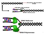 Dna and Genes Worksheet and Dna Replication Chapter 93