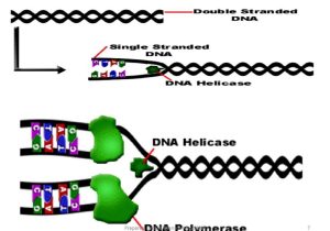 Dna and Genes Worksheet and Dna Replication Chapter 93