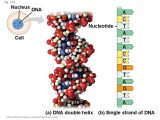 Dna and Genes Worksheet and Introduction themes In the Study Of Life Chapter