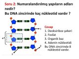 Dna and Genes Worksheet and soru 1 1600 Nkleotitten Meydana Gelen Bir Dna Moleklnde